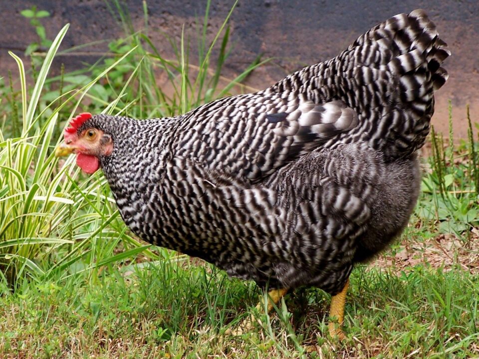 Plymouth Rock Tavuk Özellikleri
