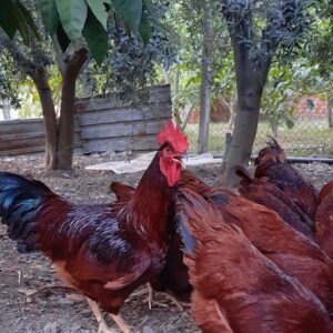 Rhode İsland Red Civciv
