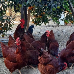 Rhode İsland Red Kuluçkalık Yumurta 15 ad