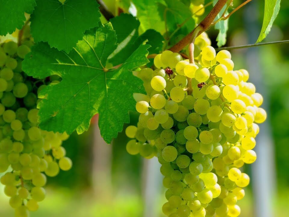 üzüm fidanı dikimi