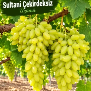 Aşılı Sultaniye Çekirdeksiz Üzüm Fidanı