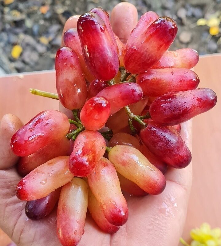 Pembe Parmak Üzümü (Manicure Finger) Fidanı
