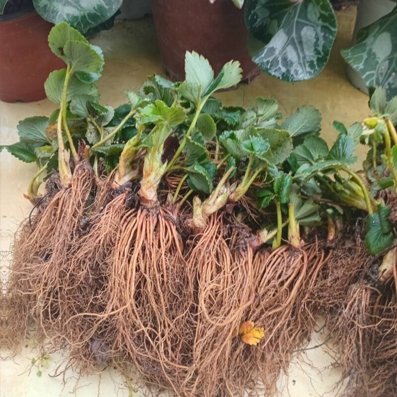 Açık Kök Albion Çilek Fidesi 100 Adet