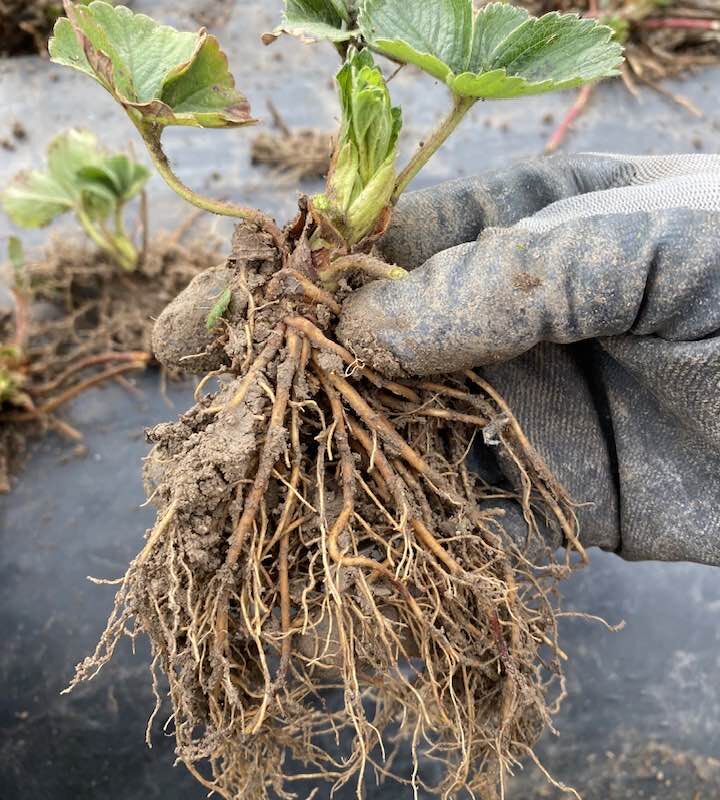 Açık Kök Albion Çilek Fidesi 50 Adet