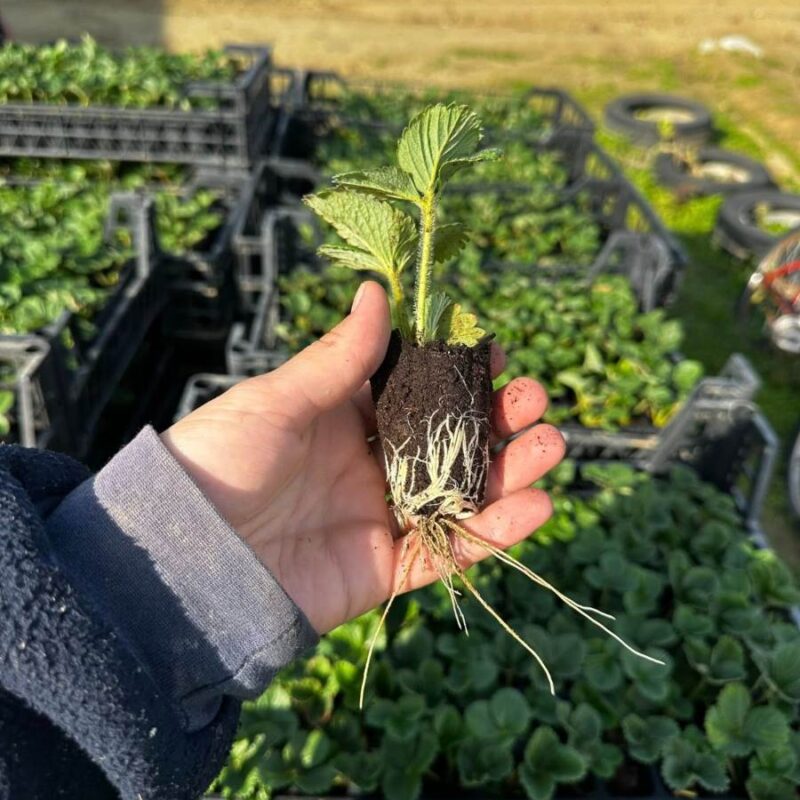 Tüplü Albion Çilek Fidesi 6 Adet