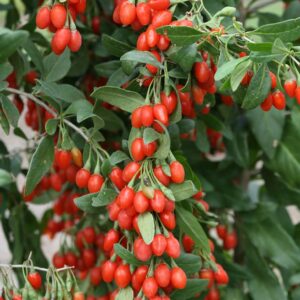 Goji Berry Fidanı (3 Yaş Meyve Veren)