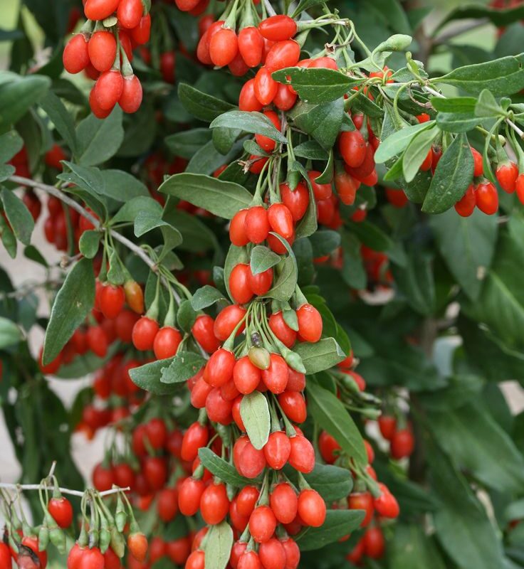 Goji Berry Fidanı (3 Yaş Meyve Veren)