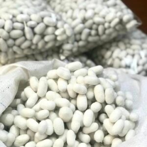İpek Böceği Yumurtası 100 Adet