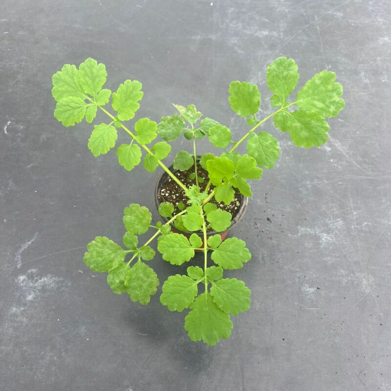 Kırlangıç Otu Fidesi Büyük Boy