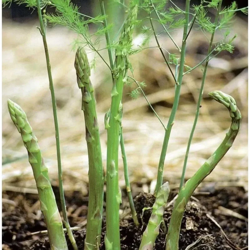 Kuşkonmaz Fidesi (10 Adet)