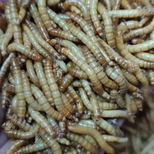 Un Kurdu Böcek Evresi 250 Adet