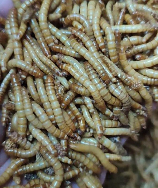 Un Kurdu Böcek Evresi 250 Adet