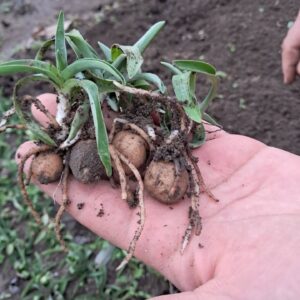 Serapias Salep Fidesi 20 Adet