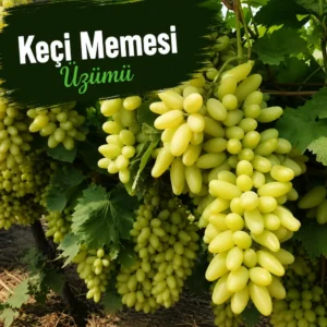 4 Adet Aşılı Üzüm Fidanı Kampanyası – 750 TL