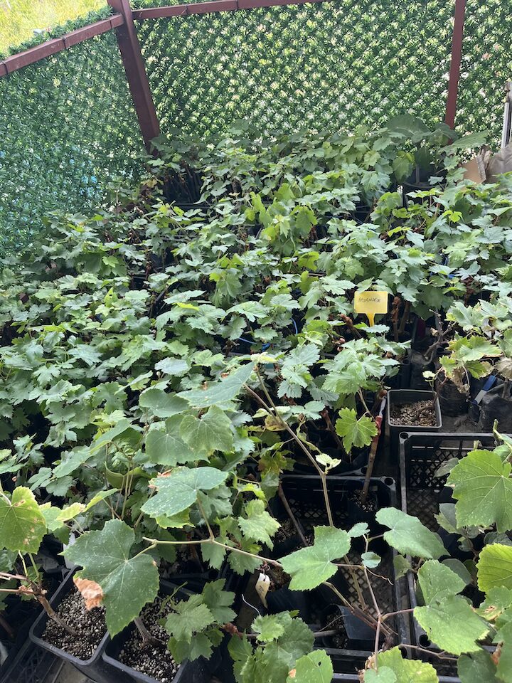 Tokat Narince Üzüm Fidanı 4 Adet 750 tl - Görsel 4
